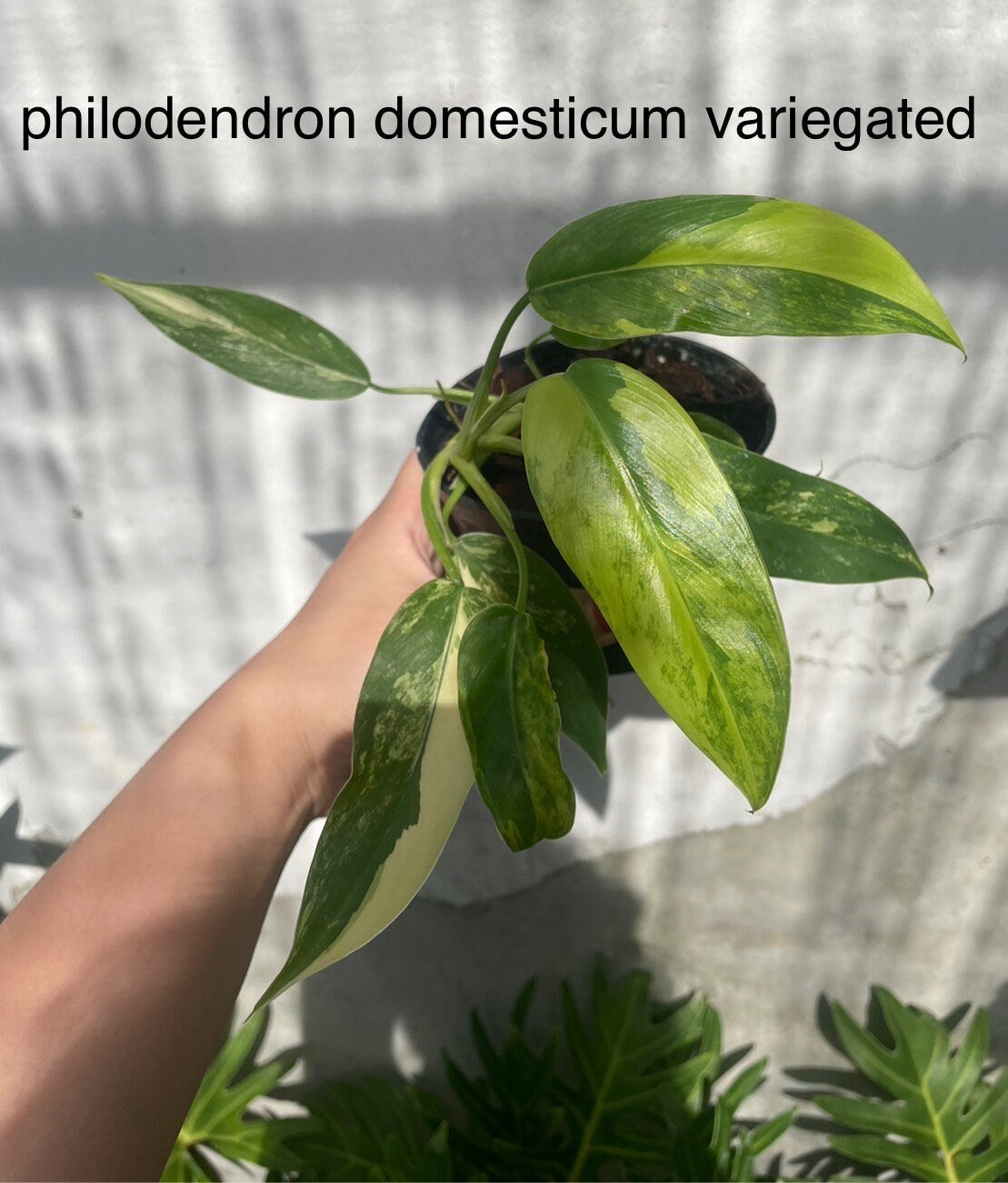 Philodendron Domesticum variegated | 1 bag (1 plant per bag) Tissue Culture