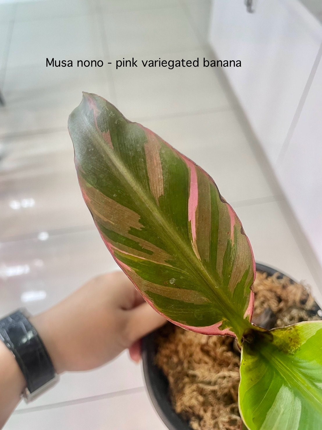 Musa Pink banana variegated | (1 plant  per bag) Tissue Culture