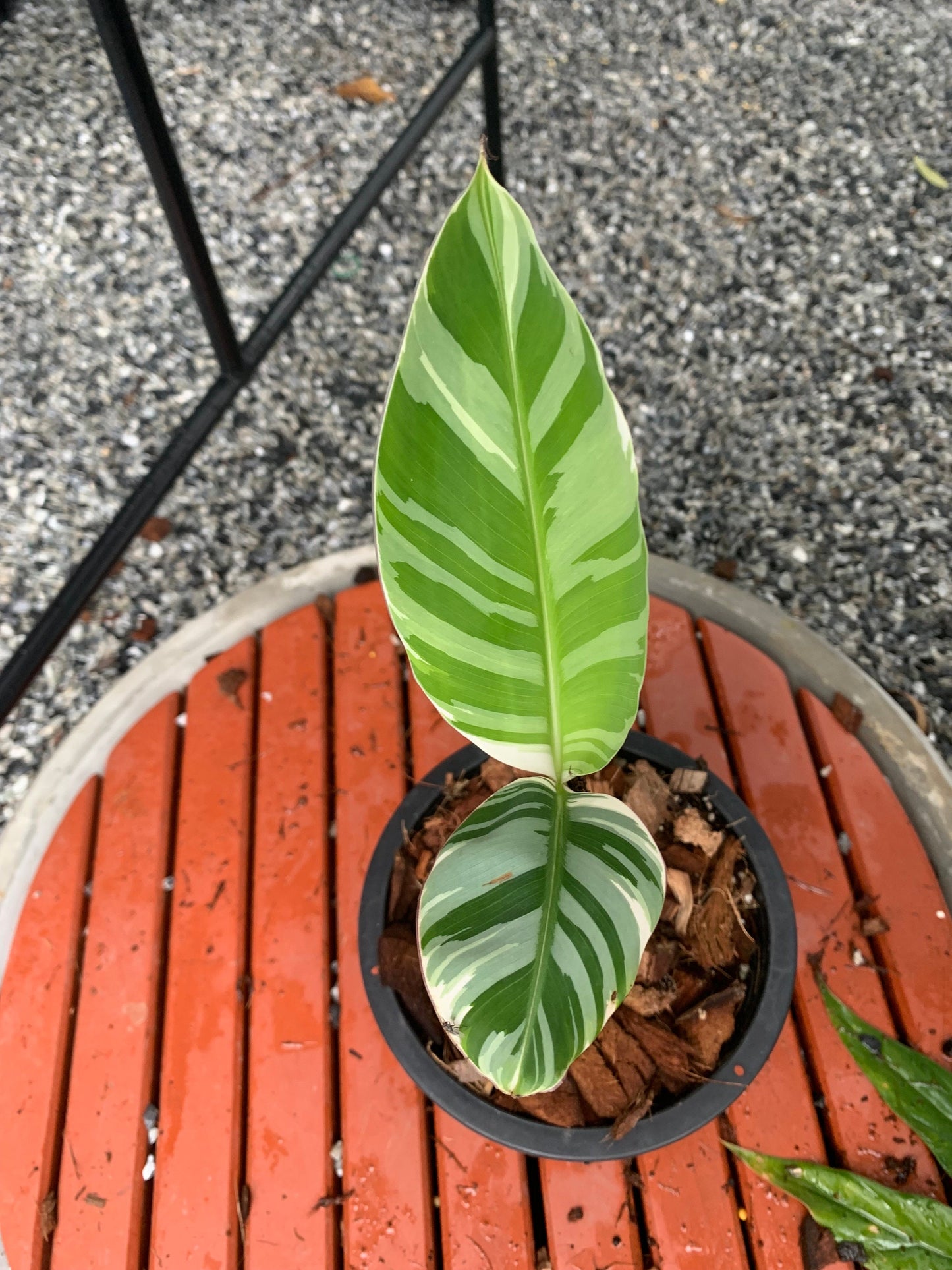 Musa Florida serec variegated | (1 plant per bag) Tissue Culture