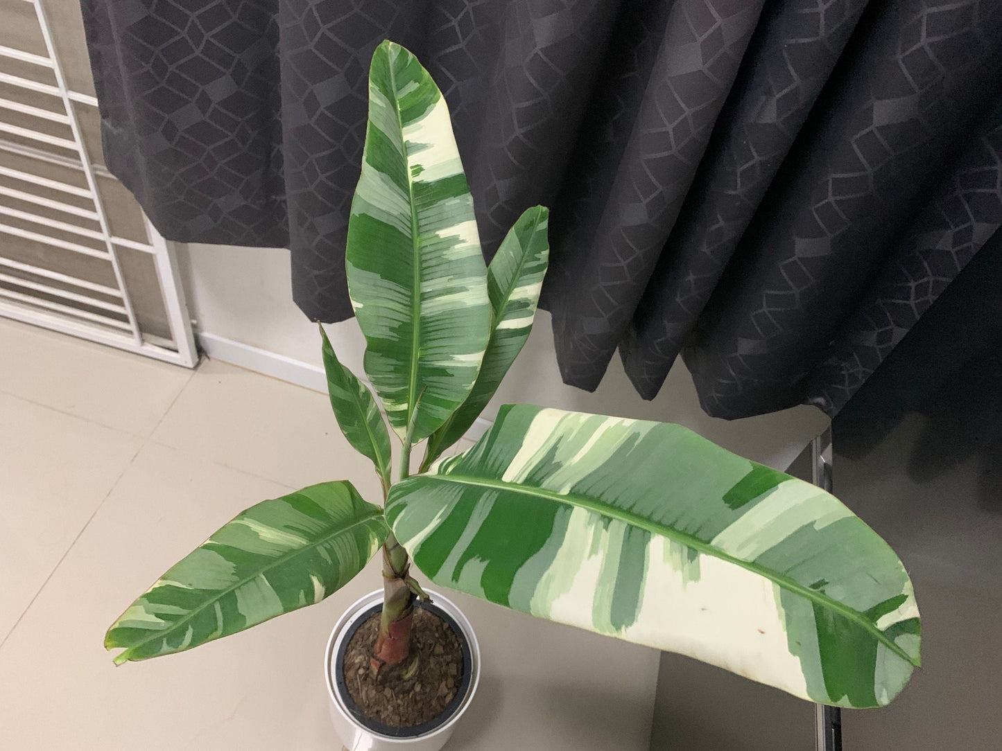 Musa Florida serec variegated | (1 plant per bag) Tissue Culture