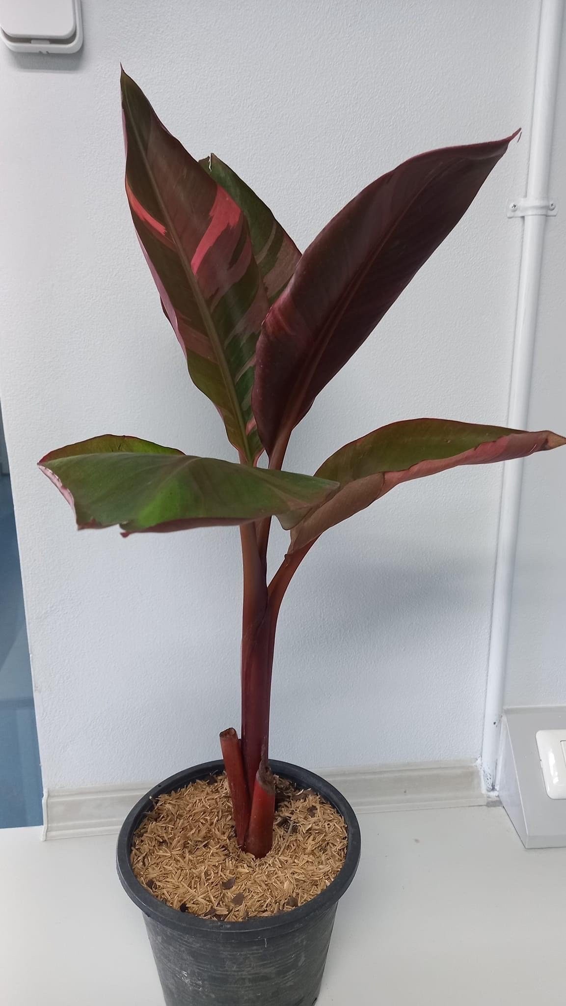 Musa Pink banana variegated | (1 plant  per bag) Tissue Culture