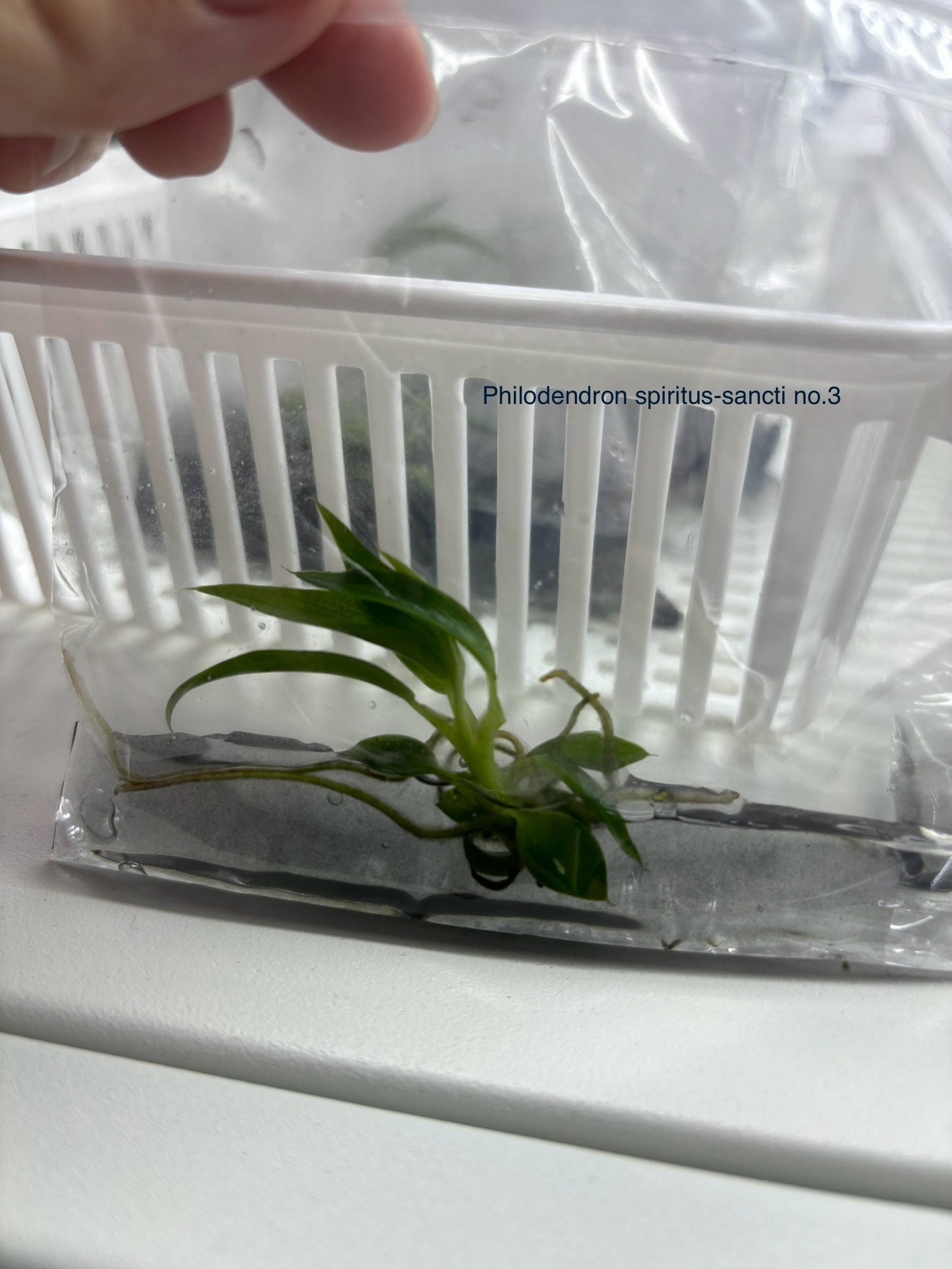 Philodendron spiritus sancti | 1 bag (1 plant per bag) Tissue Culture