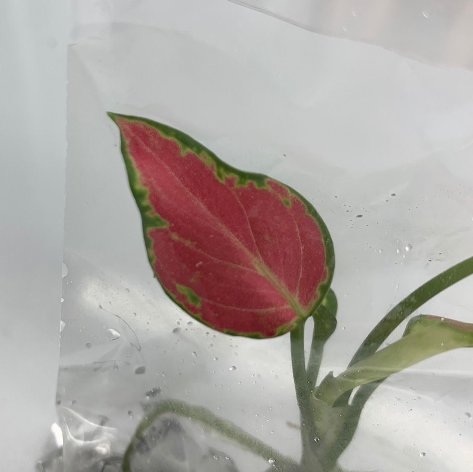 Aglonema"super pink"| 1 bag (1 plant per bag ) Tissue Culture