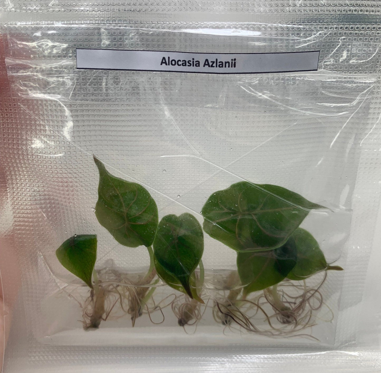 Alocasia Azlanii | 5 plant ( 5 plants per bag ) Tissue Culture