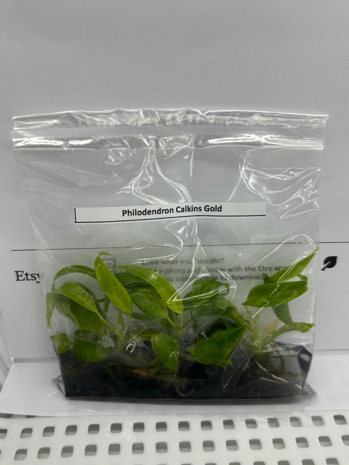 Philodendron Calkins Gold| 1 bag (5 plants per bag) Tissue Culture