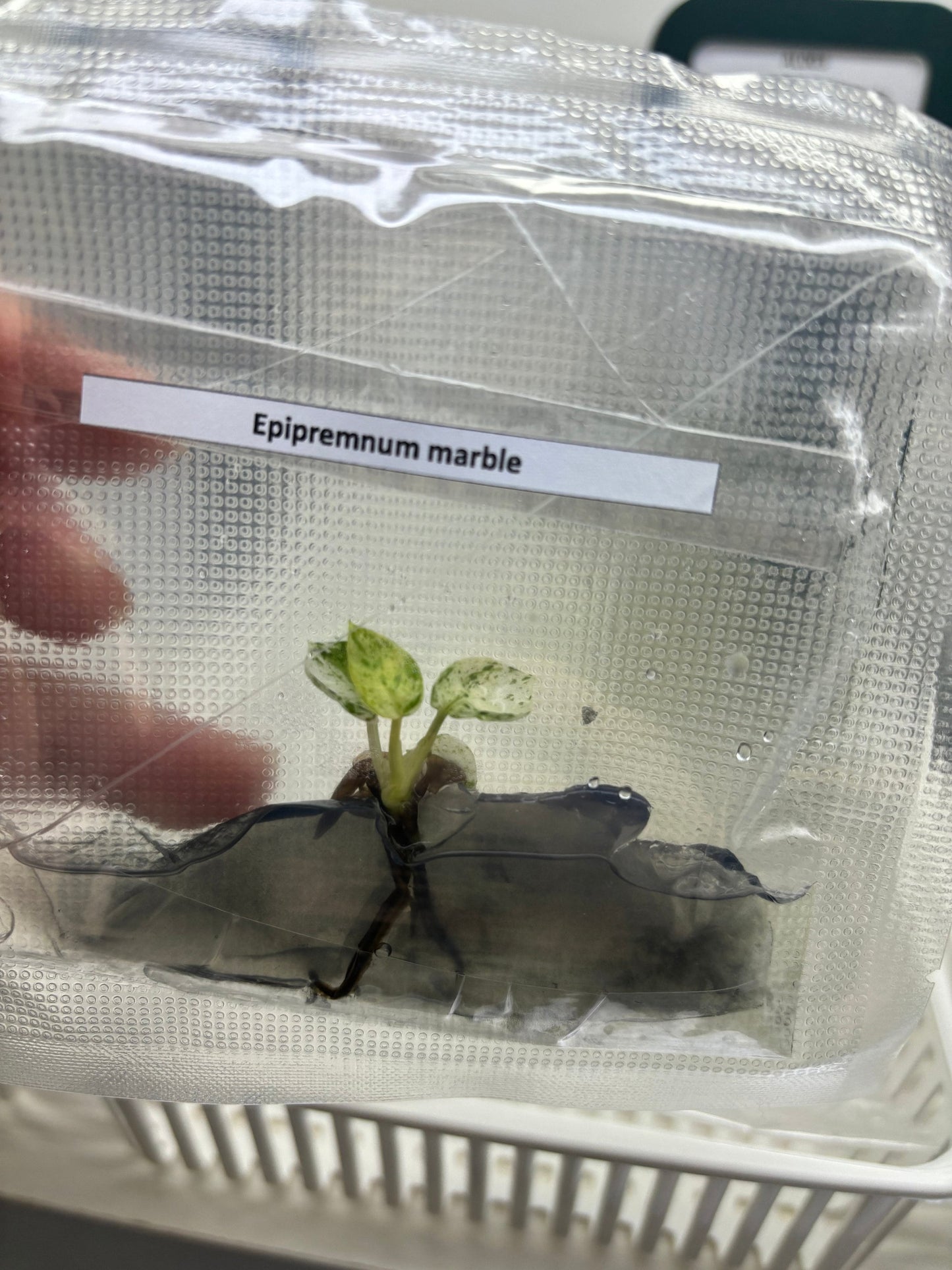 Epipremnum Marble | 1 bag ( 1 plants per bag) Tissue Culture