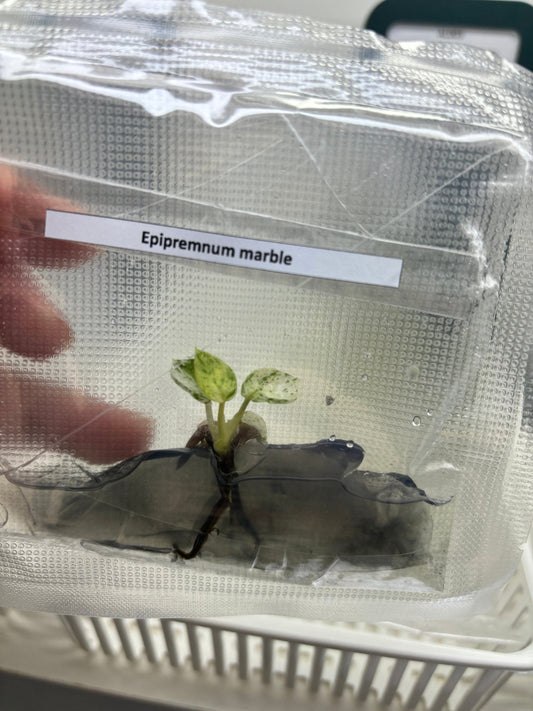 Epipremnum Marble | 1 bag ( 1 plants per bag) Tissue Culture