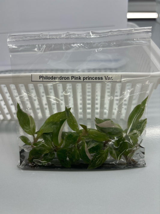 Philodendron Pink princess Var.| 1 bag (5 plants per bag) Tissue Culture