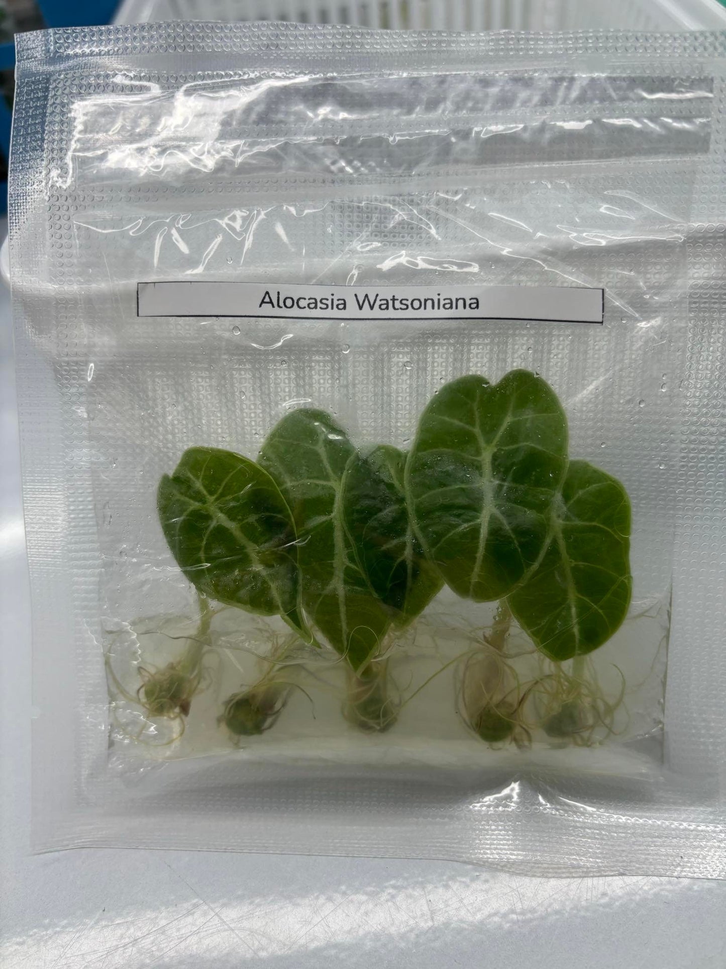 Alocasia Watsoniana | 1 bag ( 5 plants per bag ) Tissue Culture