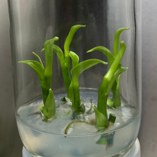 Vanilla Hybrids| 1 bag ( 5 plants per bag ) Tissue Culture