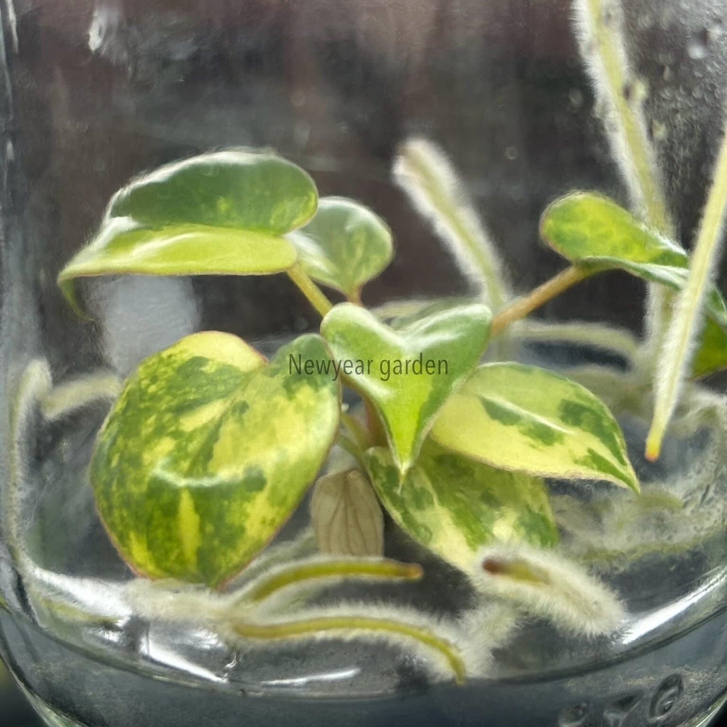 Philodendron billietiae Variegated  | 1 bag (1 plant per bag ) Tissue Culture