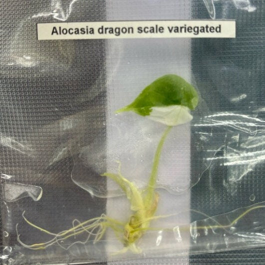 Alocasia Dragon scale Variegated | 1 bag (1 plant per bag ) Tissue Culture US