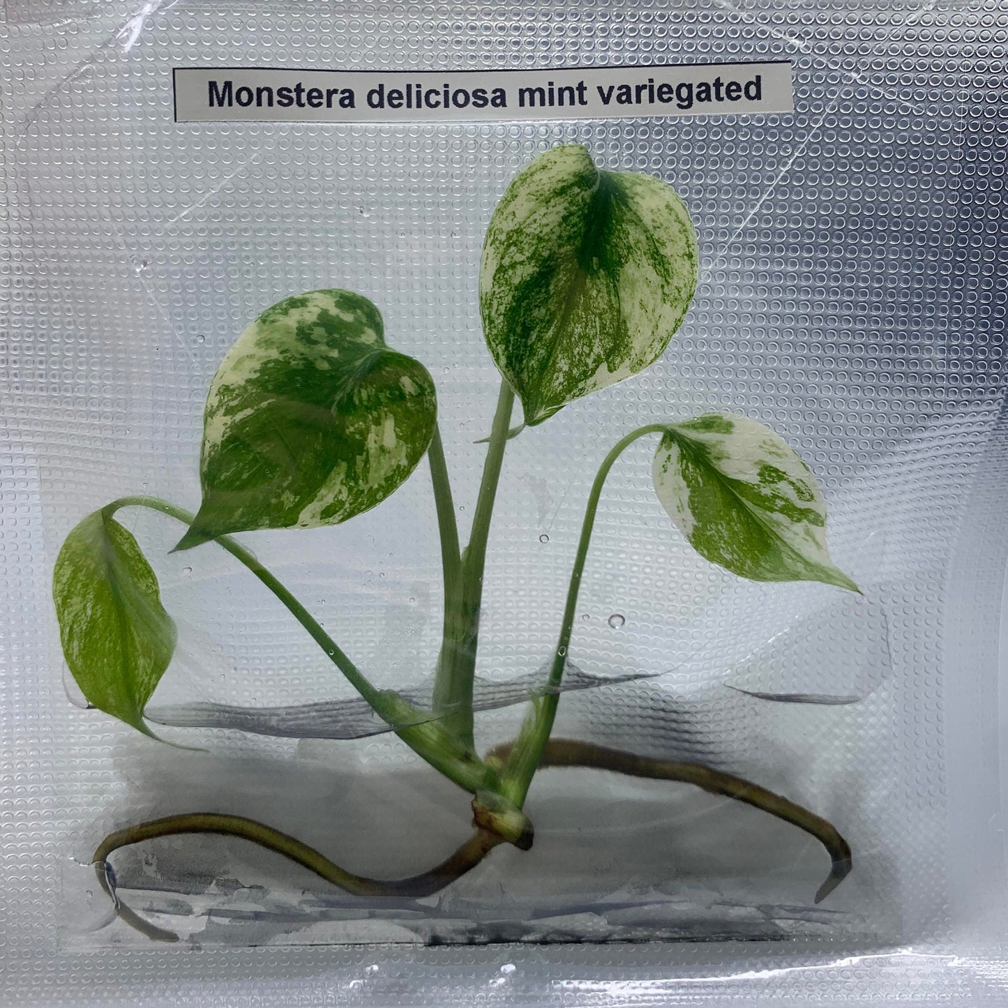 Monstera Deliciosa mint variegated | 1 Plant per bag (Tissue Culture) ss