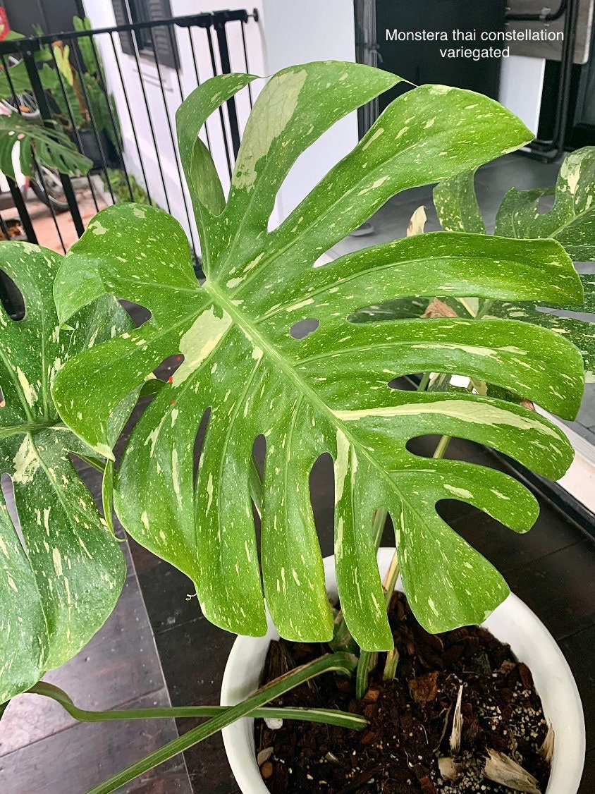 Monstera Thai Constellation Var.| 1 plant per bag | Tissue Culture