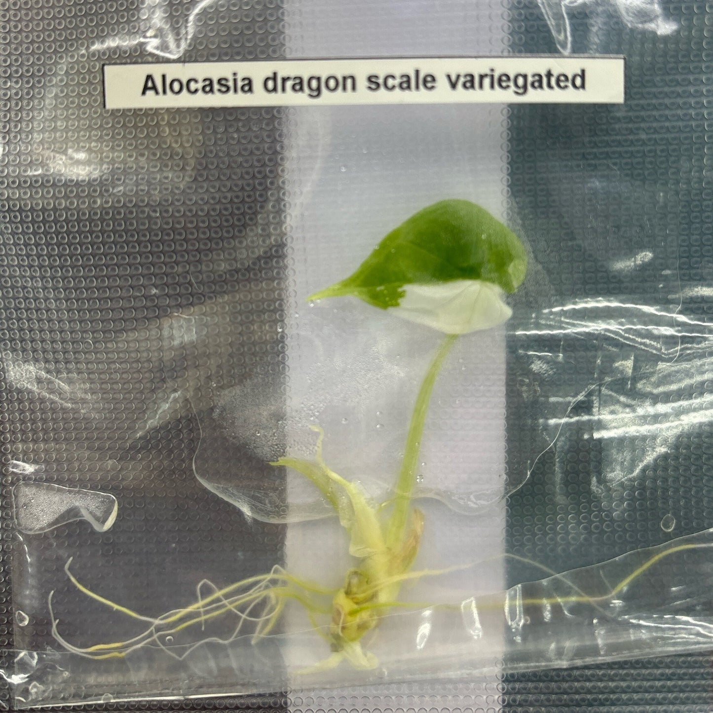 Alocasia Dragon scale Variegated | 1 bag (1 plant per bag ) Tissue Culture