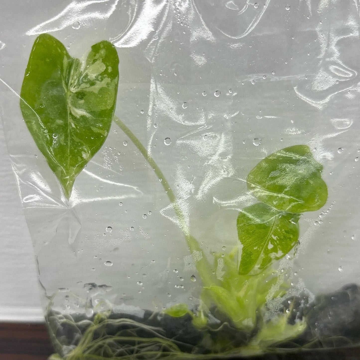 Alocasia Frydex Var.| 1 plant (1 plant per bag) Tissue Culture ss