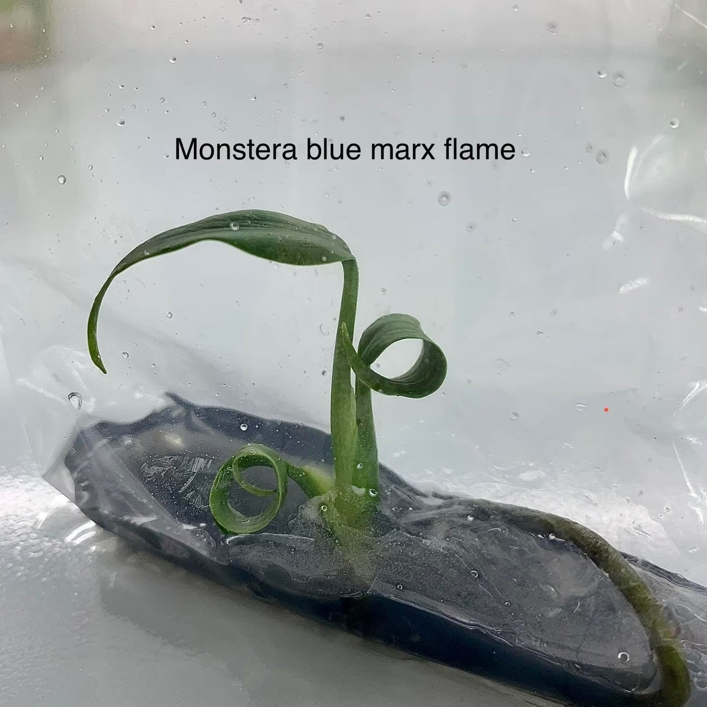 Monstera blue marx flame | 1 plant per bag | Tissue Culture ss