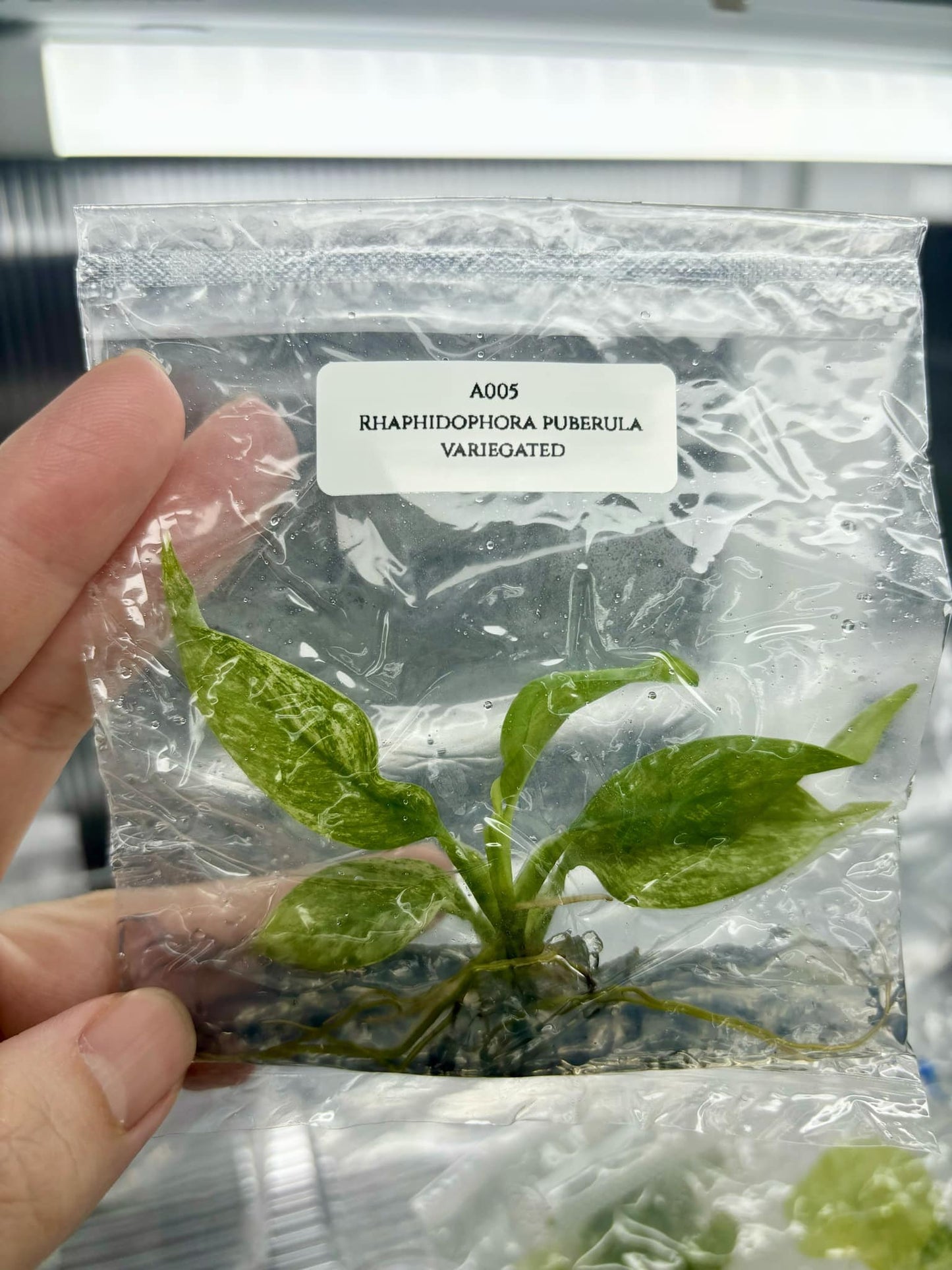 Rhaphidophora puberula variegated | 1 plant per bag | Tissue Culture