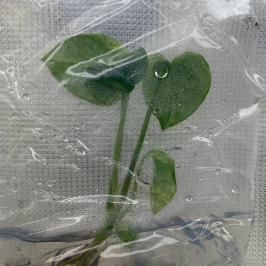 Epipremnum Sp Bali Variegated (Hanoman) | 1 plant (1 plant per bag) Tissue Culture ss