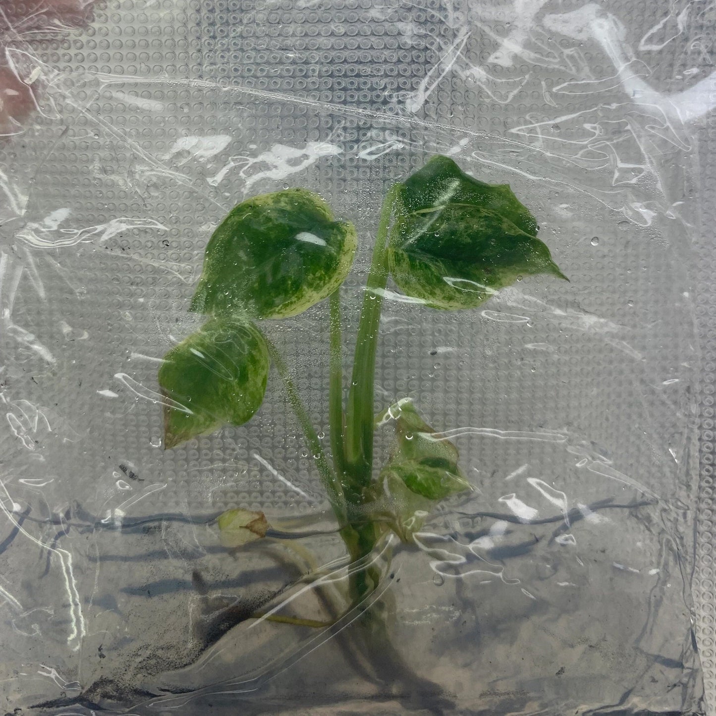 Epipremnum Sp Bali Variegated (Hanoman) | 1 plant (1 plant per bag) Tissue Culture ss