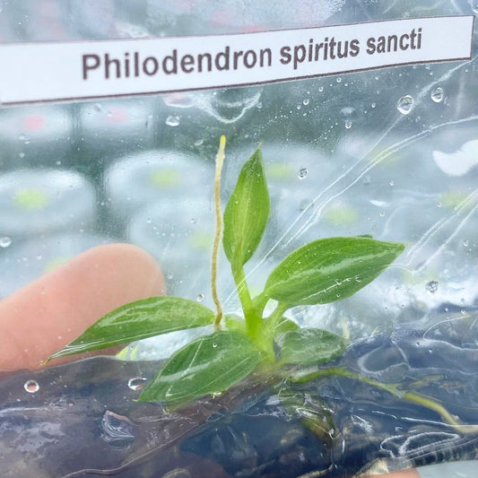 Philodendron spiritus sancti | 1 plant (1 plant per bag ) Tissue Culture ss