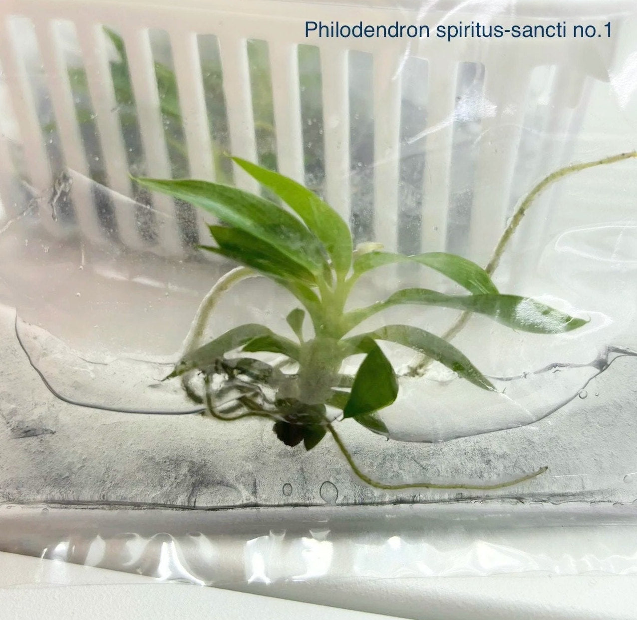 Philodendron spiritus sancti | 1 plant (1 plant per bag ) Tissue Culture ss