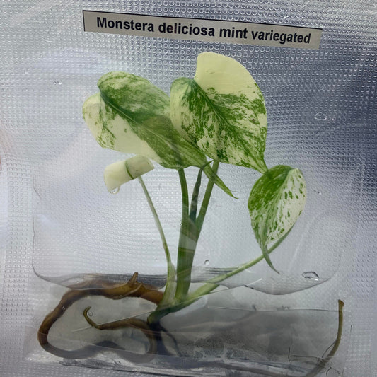 Monstera Deliciosa mint variegated | 1 Plant per bag (Tissue Culture) ss