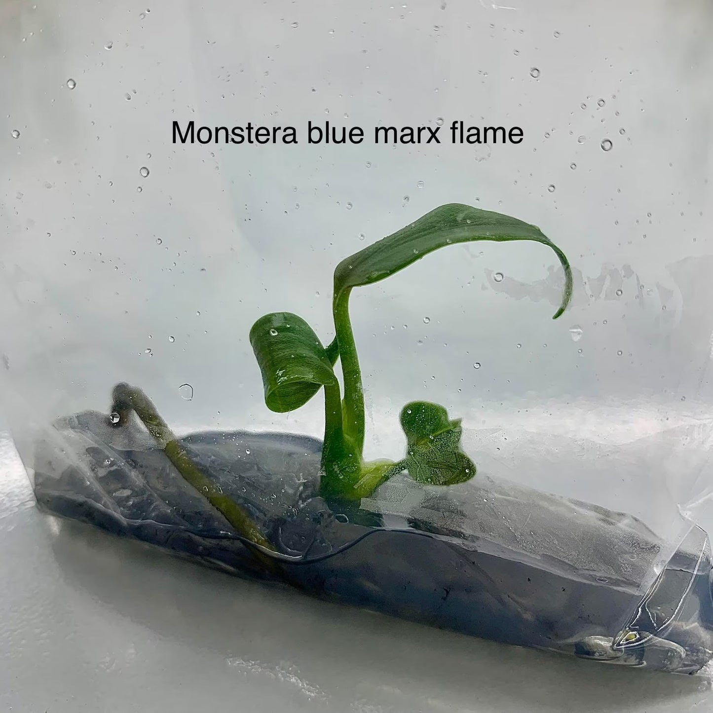 Monstera blue marx flame | 1 plant per bag | Tissue Culture ss