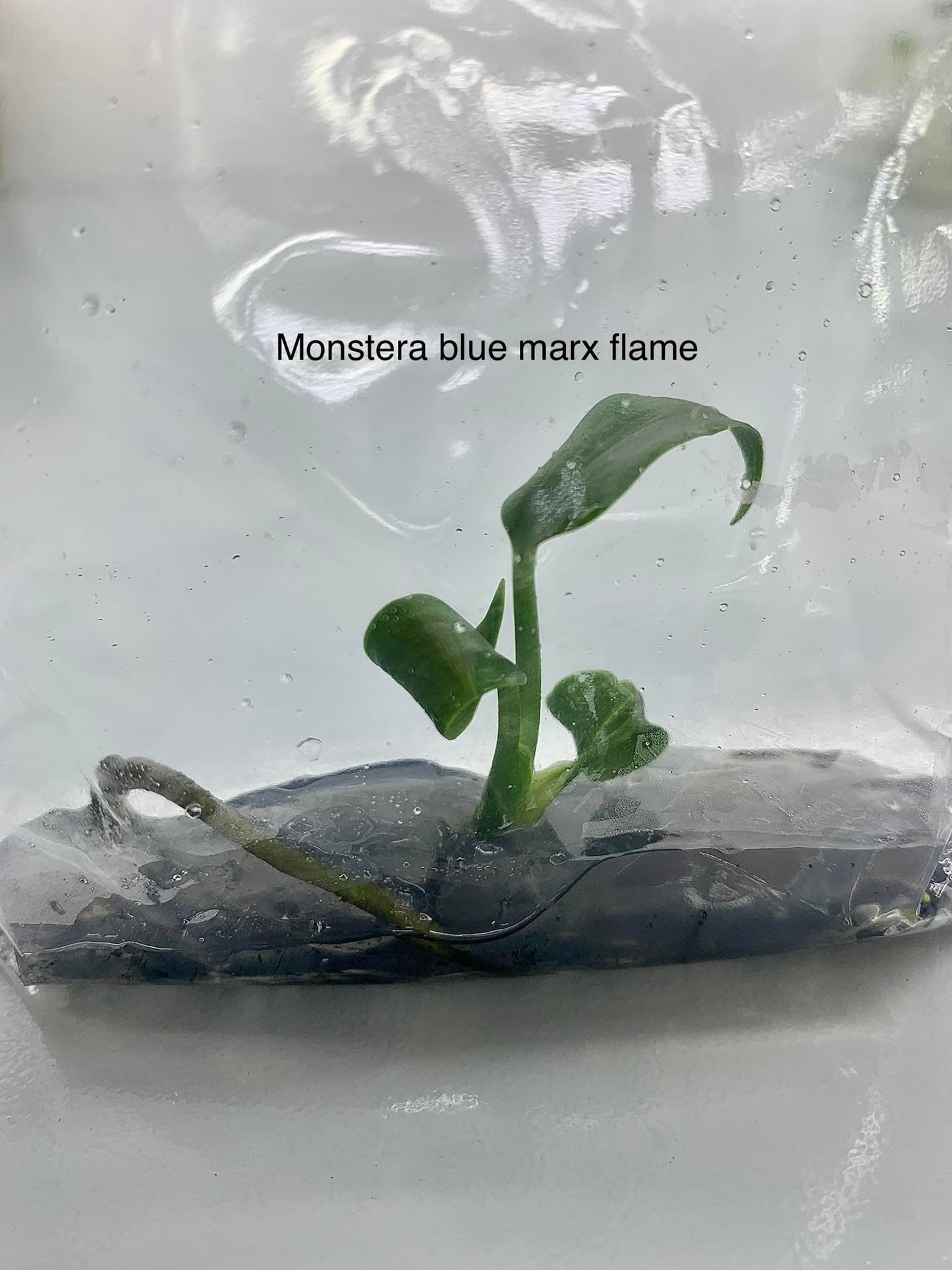 Monstera blue marx flame | 1 plant per bag | Tissue Culture ss