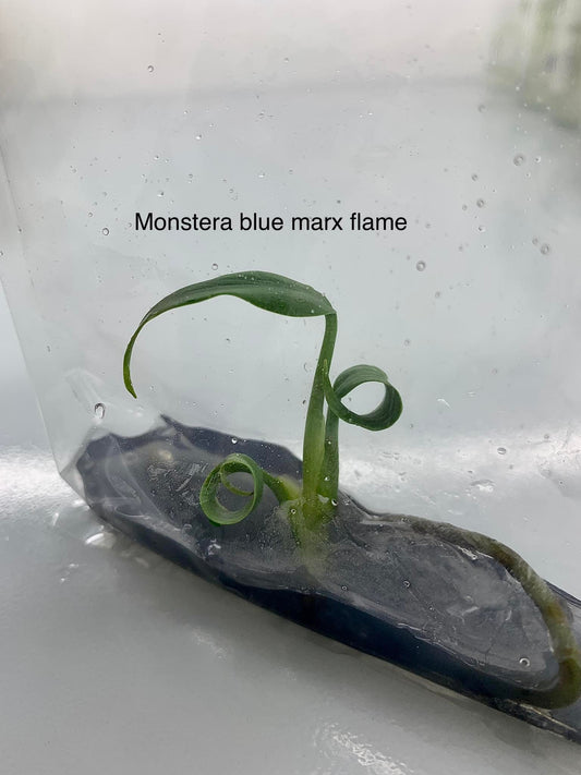 Monstera blue marx flame | 1 plant per bag | Tissue Culture ss