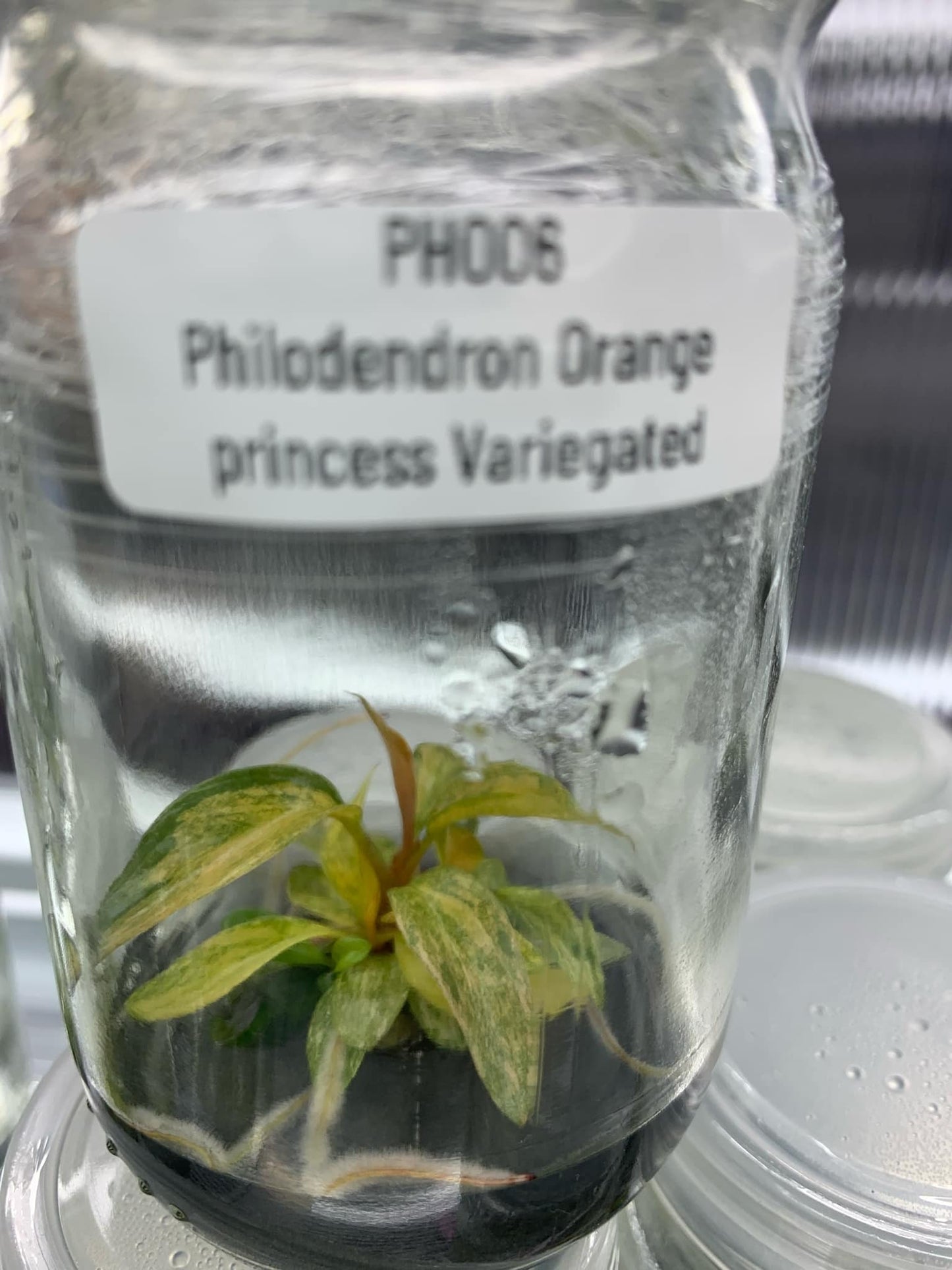 Philodendron Orange princess Variegated | 1 plant (1 plant per bag) | Tissue Culture ss