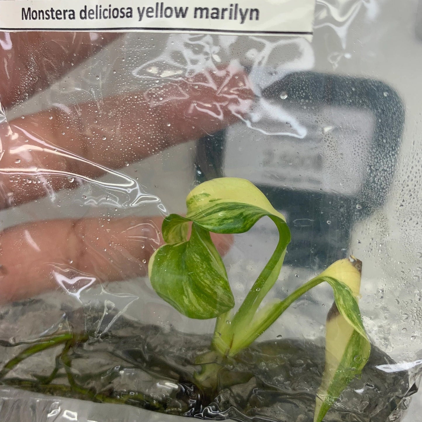 Monstera Yellow Marilyn Variegated | 1 plant per bag | Tissue Culture