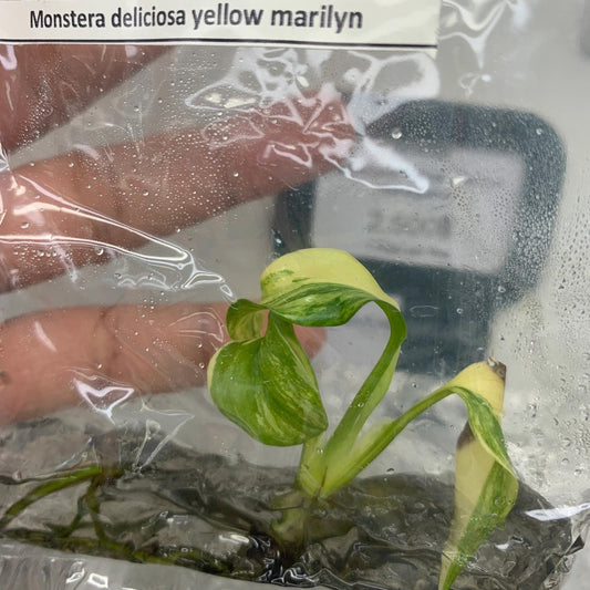 Monstera Yellow Marilyn Variegated | 1 plant per bag | Tissue Culture