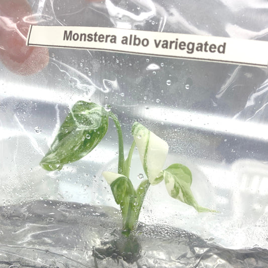 Monstera Albo Variegated  | 1 Plant per bag (Tissue Culture) ss