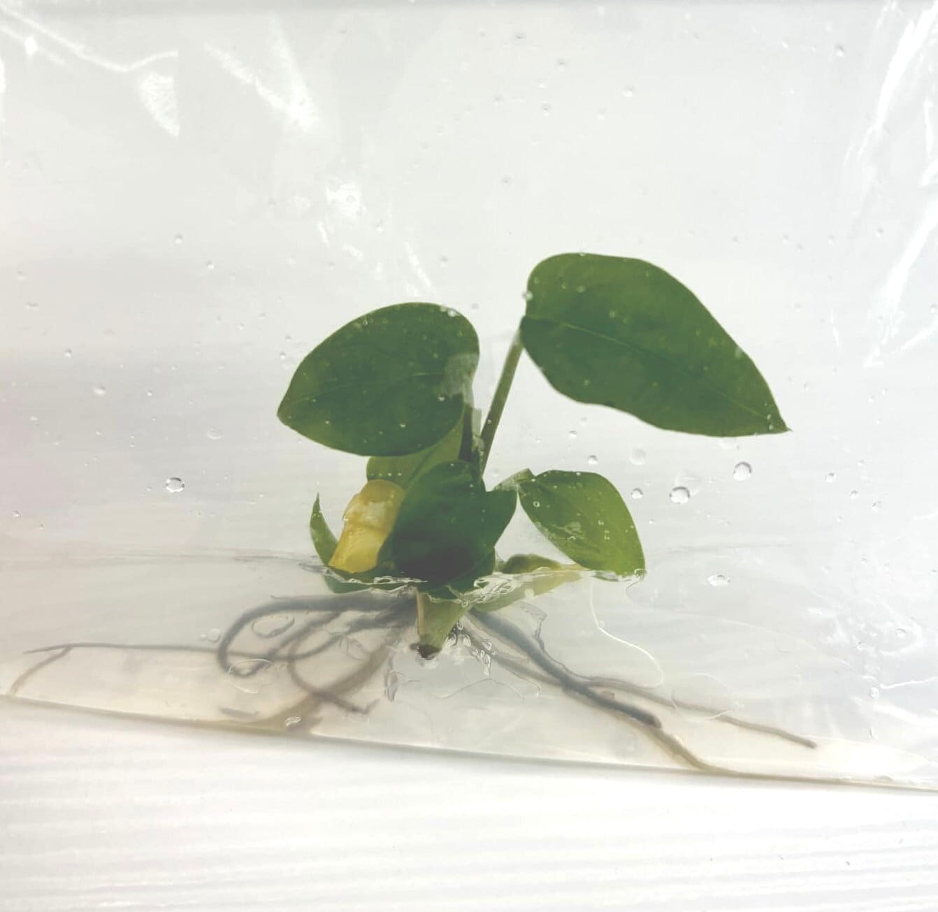 Monstera abligua peru | 1 Plant per bag (Tissue Culture) ss