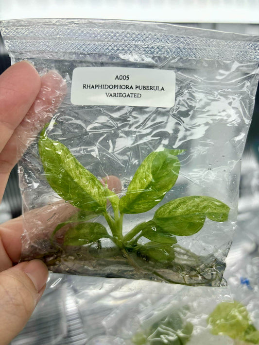 Rhaphidophora puberula variegated | 1 plant per bag | Tissue Culture