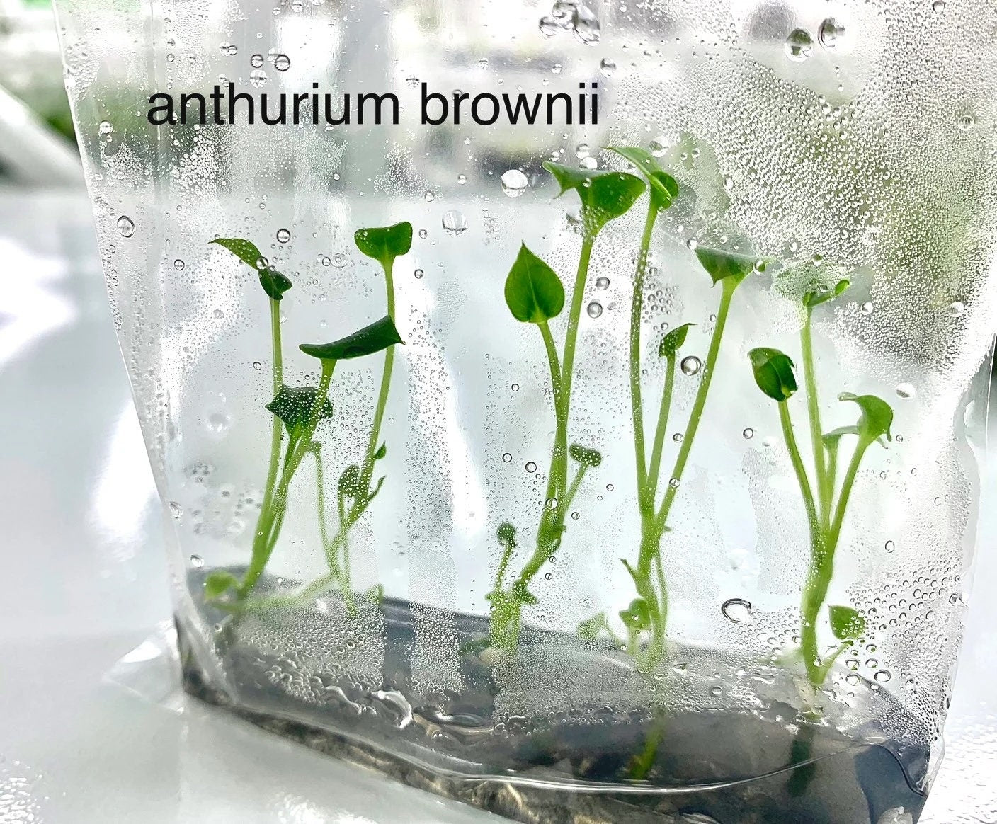 Anthurium Brownii | 5 plants (5 plants per bag) | Tissue Culture ss