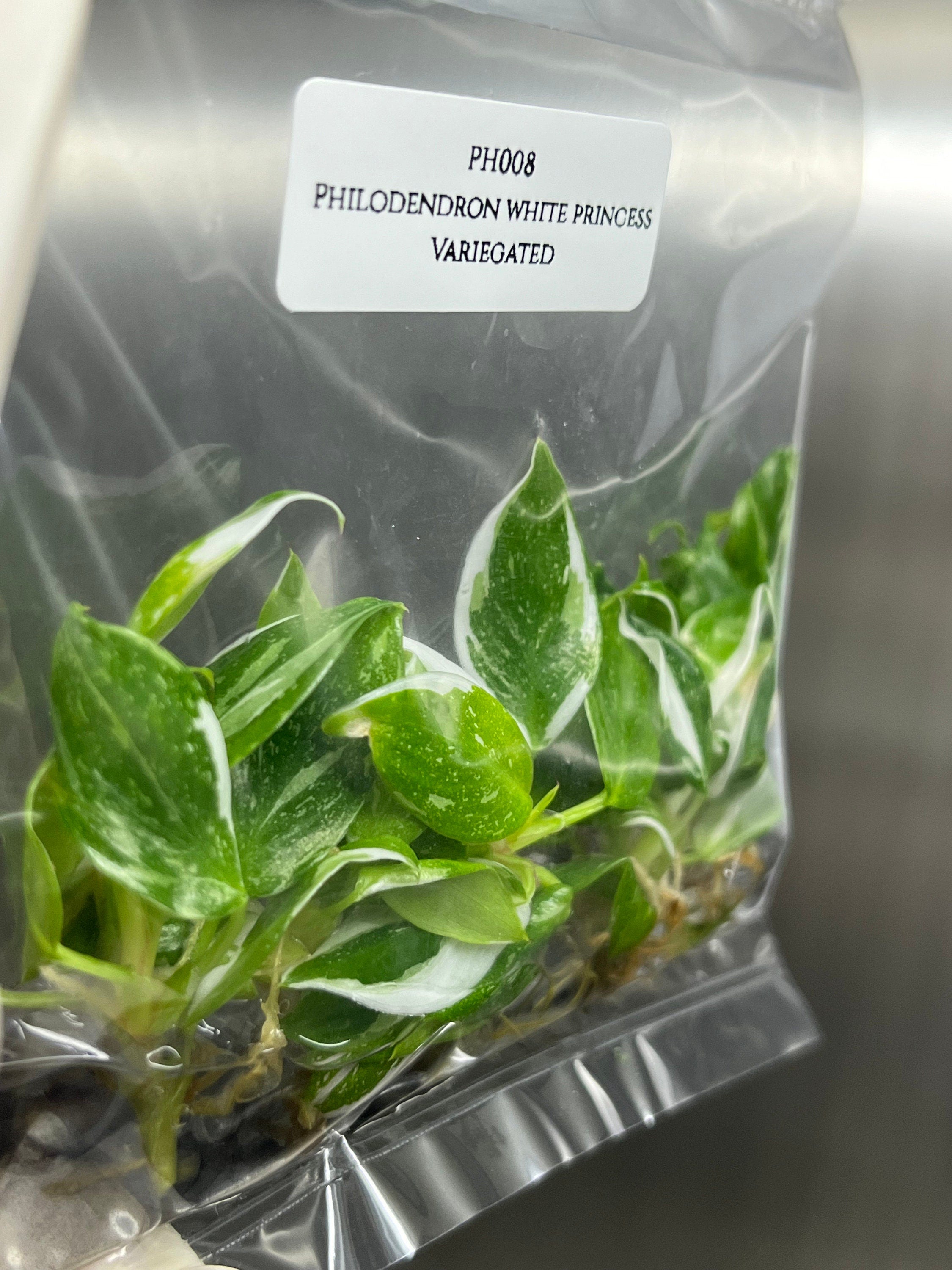 White Princess Philodendron Grade A In Vitro Tissue Culture - US SELLER 5 or outlet 10 Plants