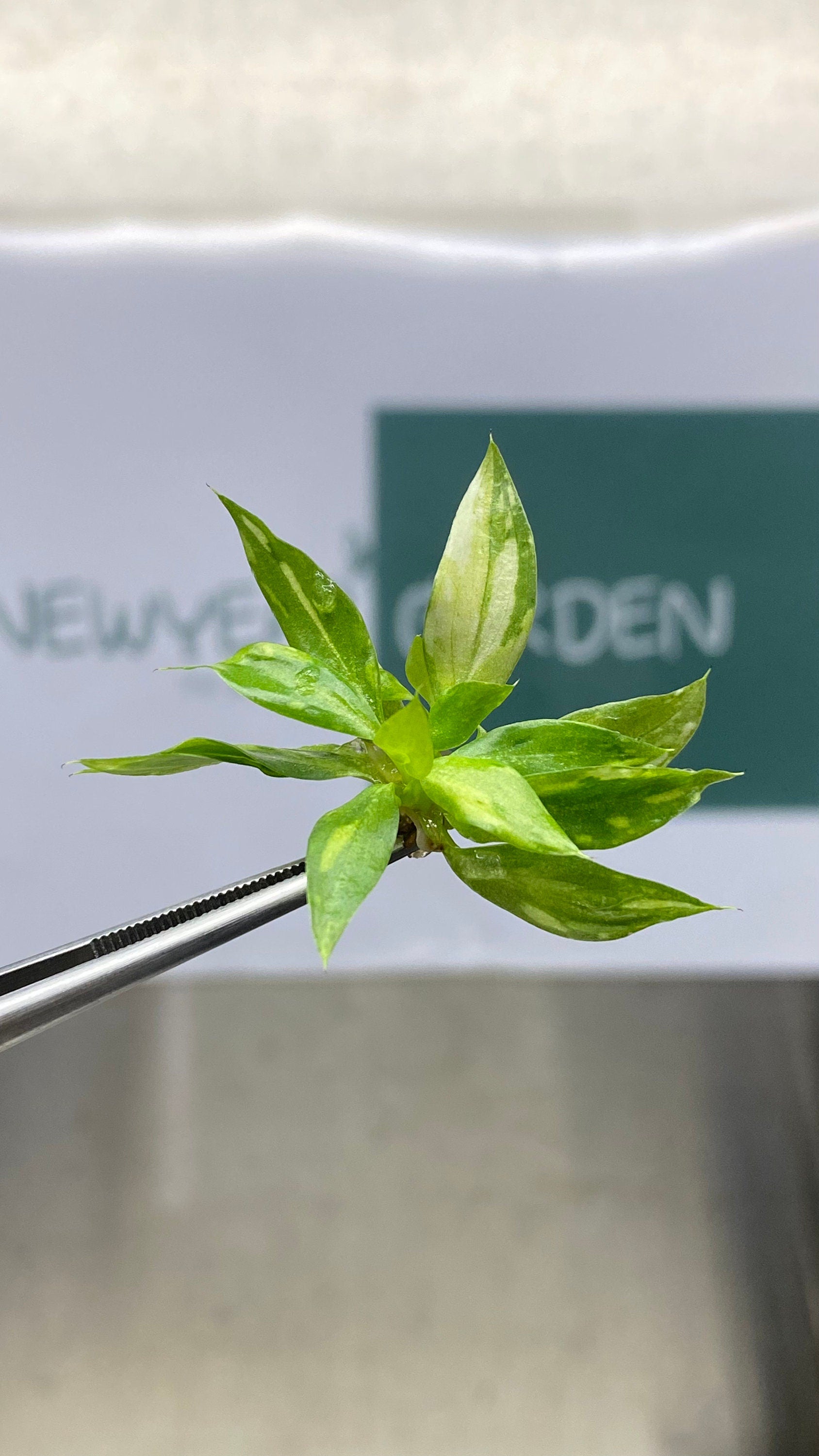 Philodendron gloriosum Variegated (1 plantlet/bag) Tissue culture